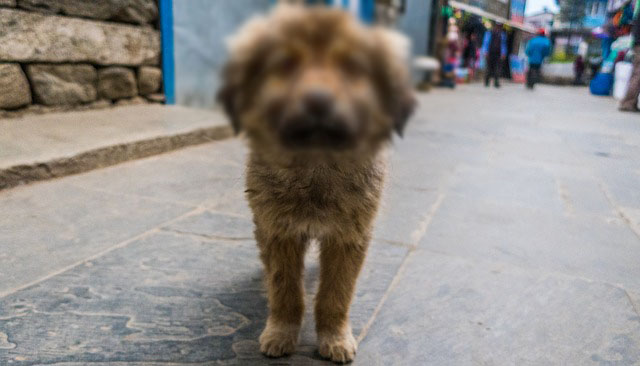 Perros difuminados en Street View Google Maps